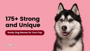 175 Husky Dog Names